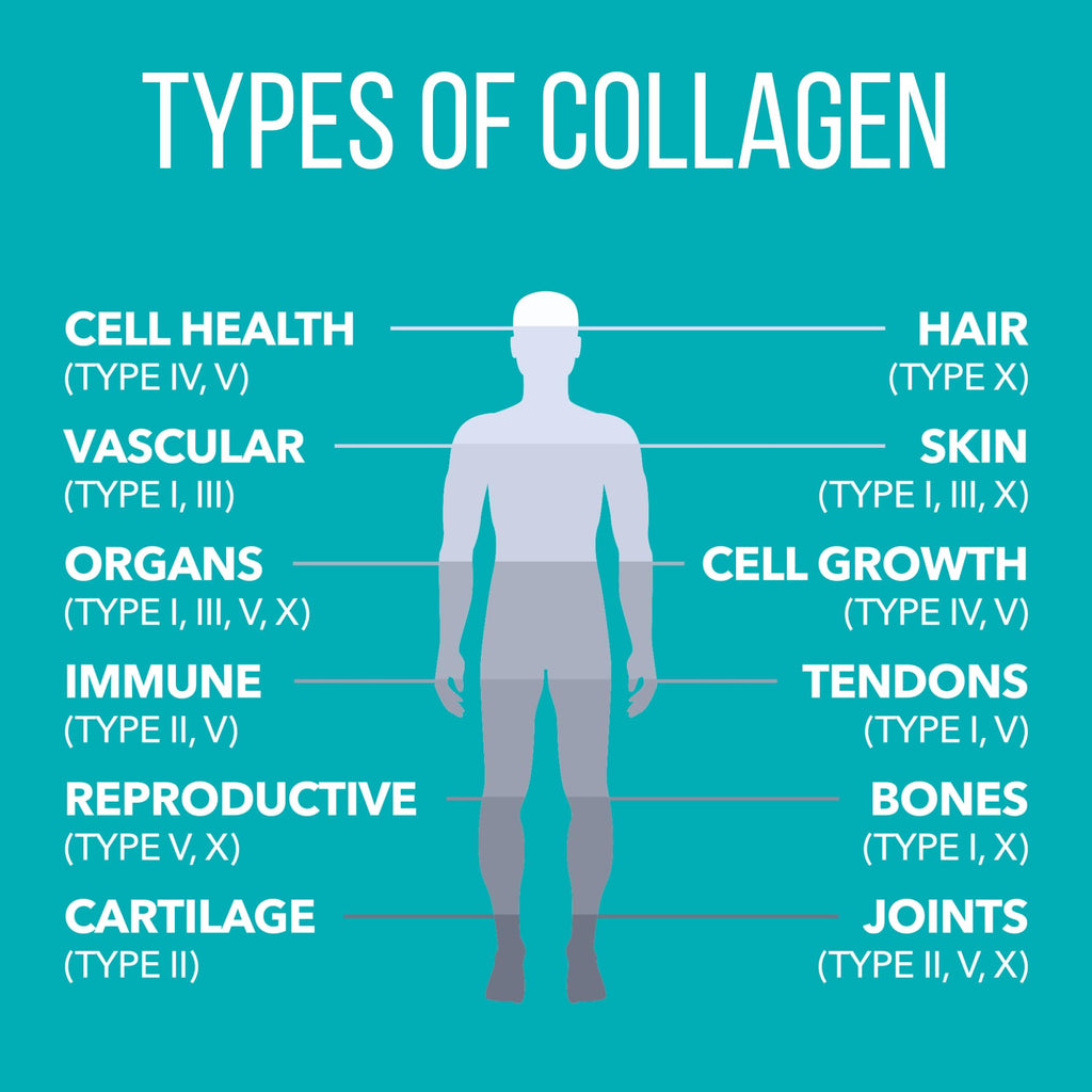 Chocolate Collagen Peptides Powder W872