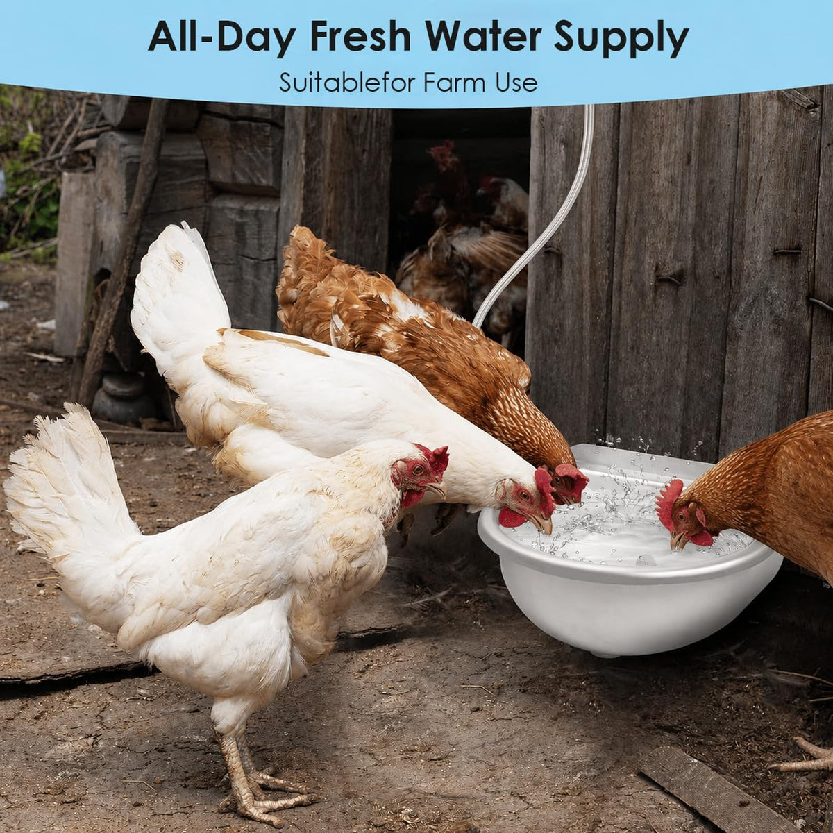 Stainless Steel Poultry Waterer V599